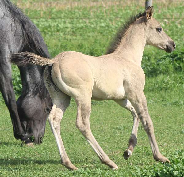 all-around-quarter-horse