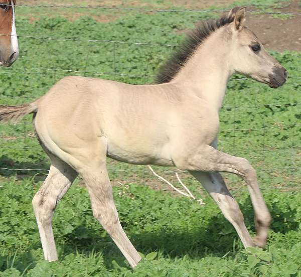 athletic-quarter-horse