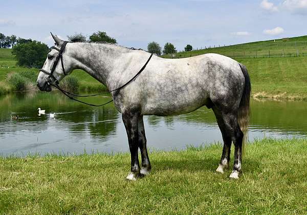 draft-cross-horse