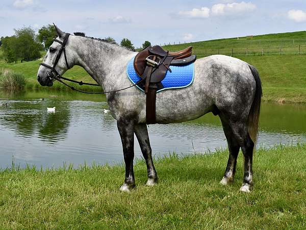western-horse