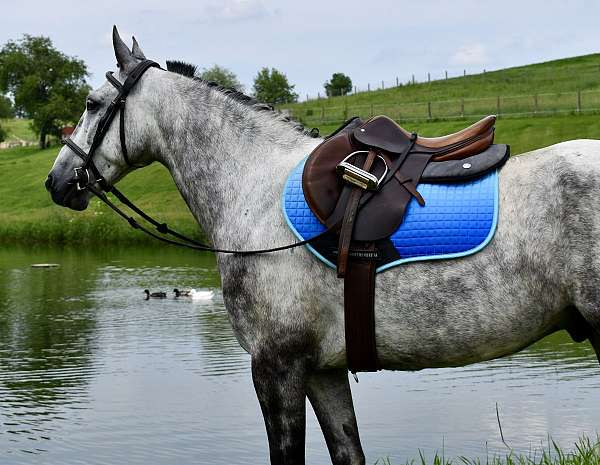 english-horse