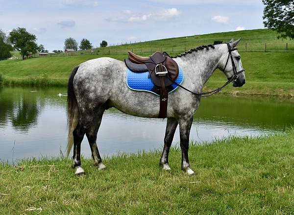 jumping-horse