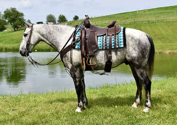trail-horse