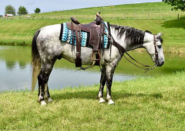 driving-horse