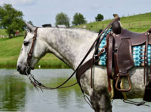 carriage-horse