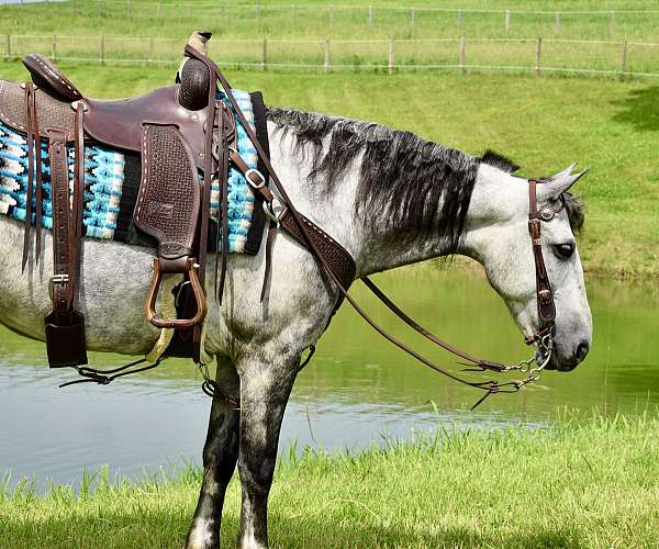 trick-horse