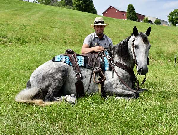 draft-cross-gelding