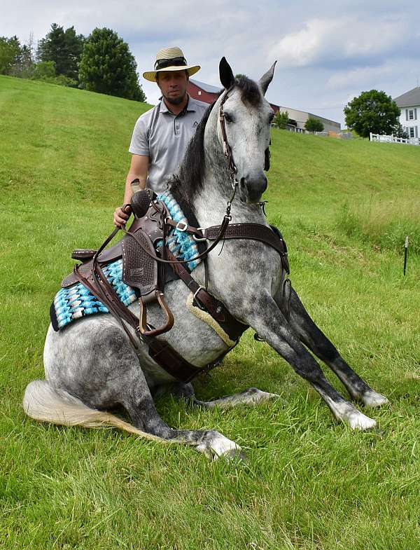 western-horse-gelding