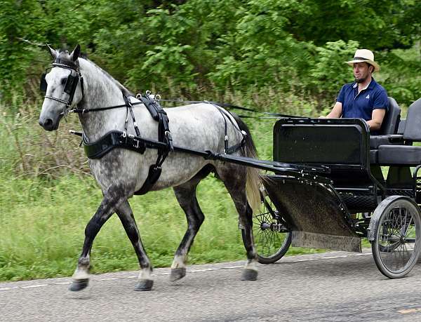english-horse-gelding