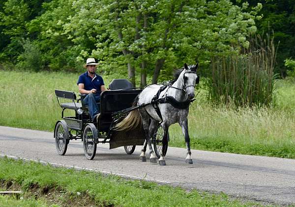 kids-horse-gelding