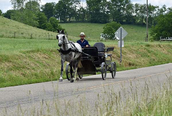 trail-horse-gelding
