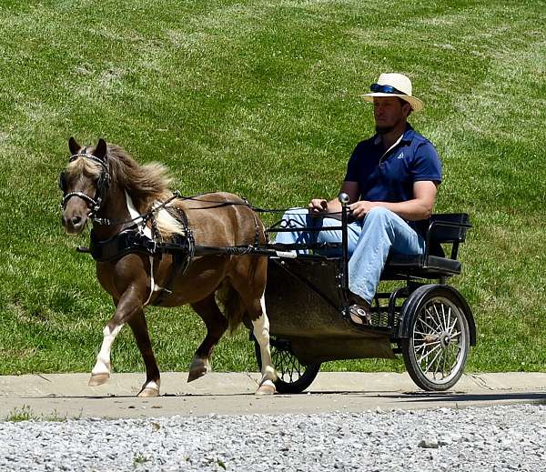 chocolate-team-driving-pony