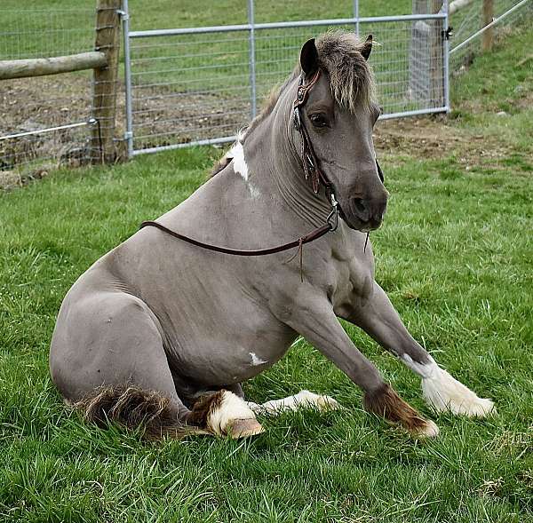 pinto-pony
