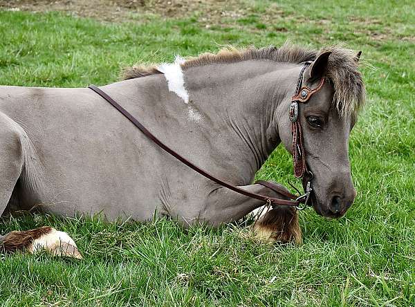 chocolate-pinto-pony