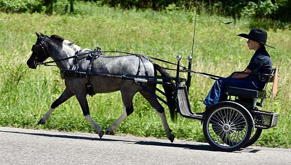 blue-roan-pinto-miniature-pony