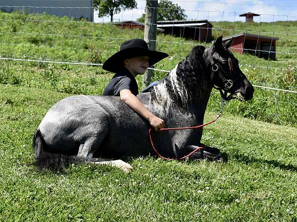 pinto-pony