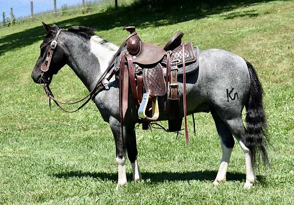 blue-roan-pinto-pony