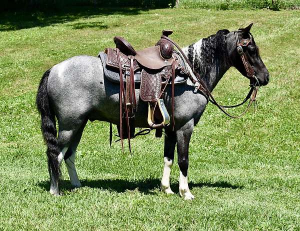 miniature-pony