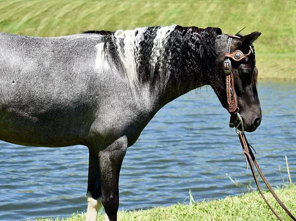 trick-trained-miniature-pony