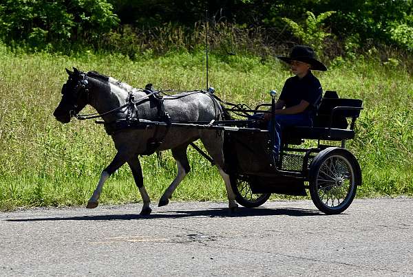 driving-pony-miniature