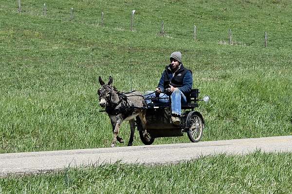 driving-donkey-gelding