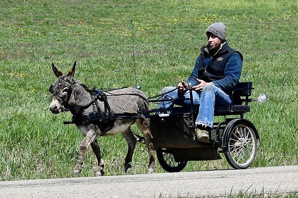 trick-donkey-gelding