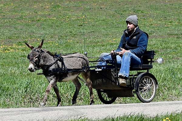 grey-finished-donkey