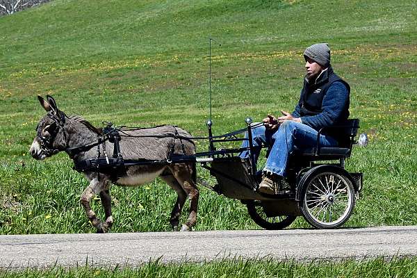miniature-donkey