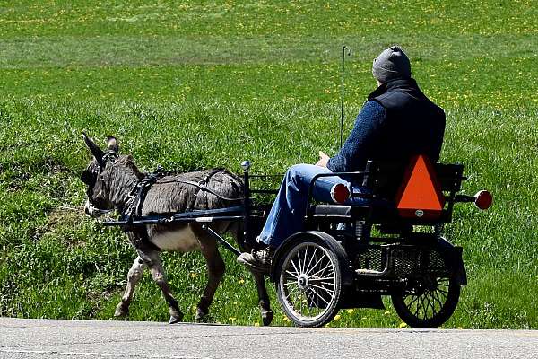 driving-donkey