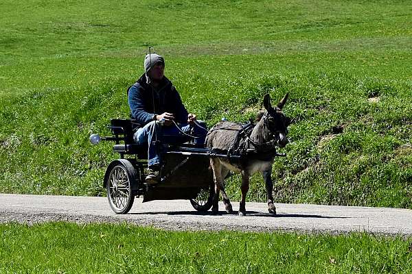 trick-donkey