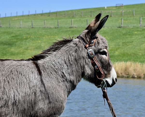 donkey