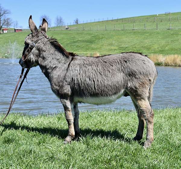 all-around-donkey