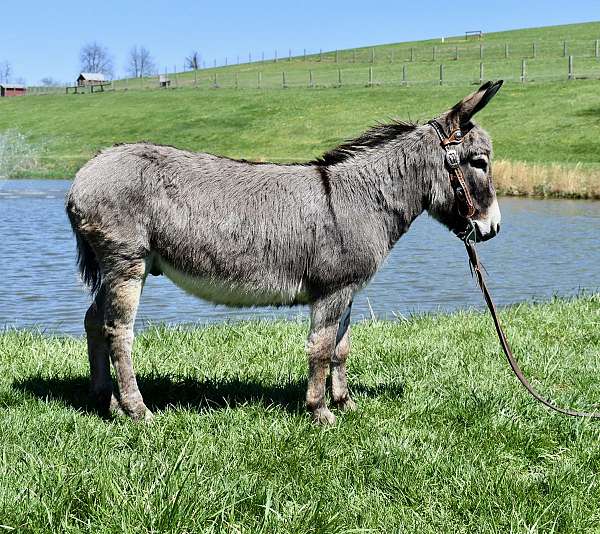 beginner-donkey