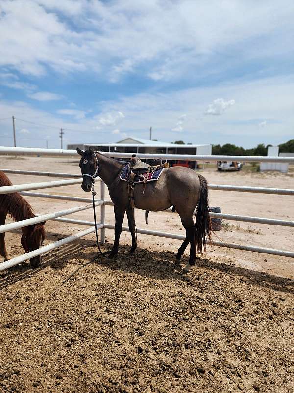 homozogous-quarter-horse