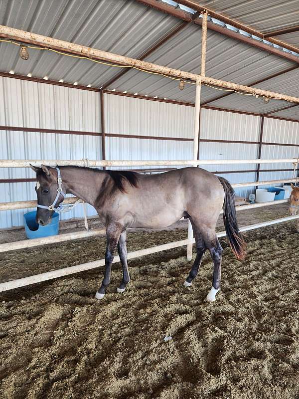 rawhides-slvr-bullet-horse