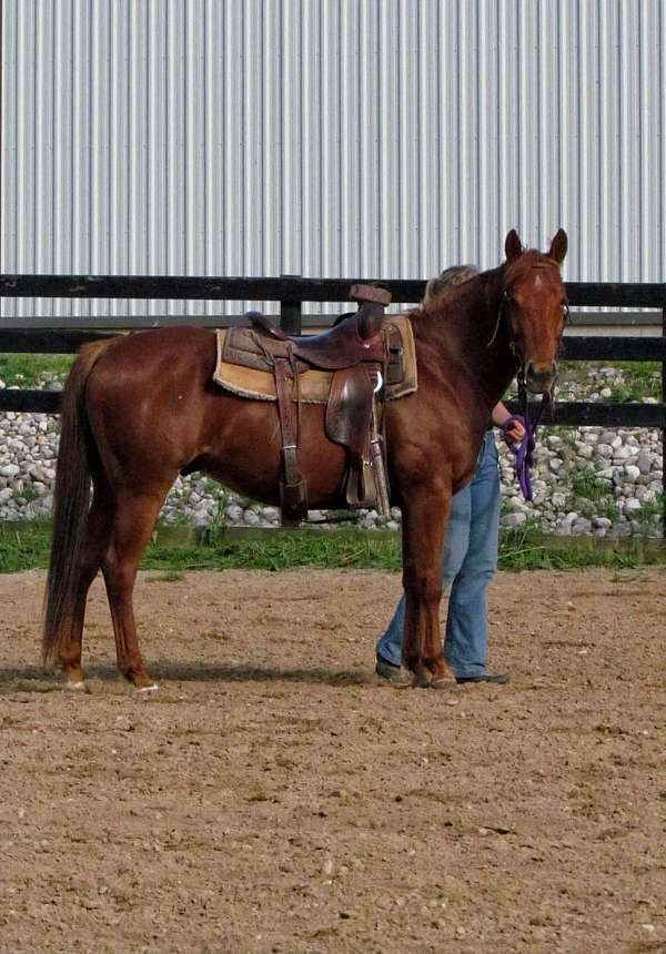 aqha-quarter-horse