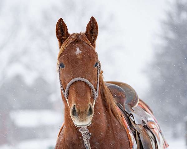 cowhorse-quarter-horse