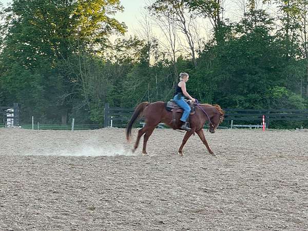 gelding-quarter-horse