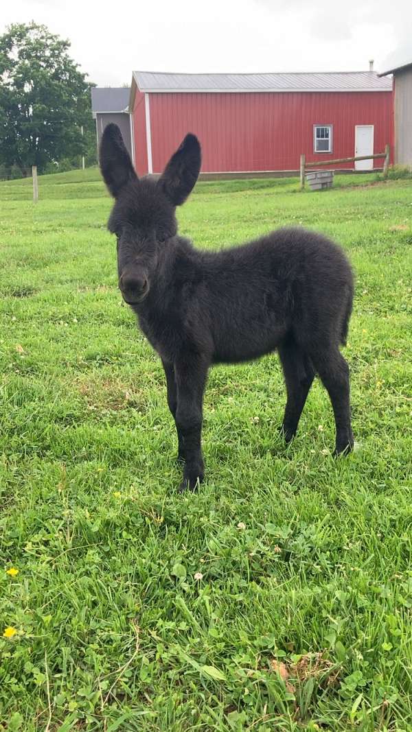 echo-donkey