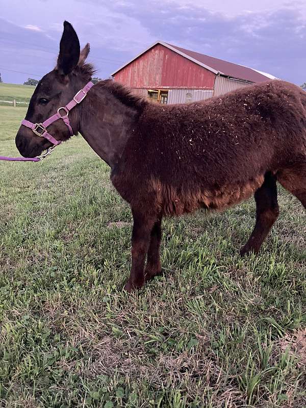 day-donkey