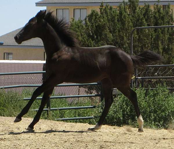 smokey-black-star-2-white-socks-horse