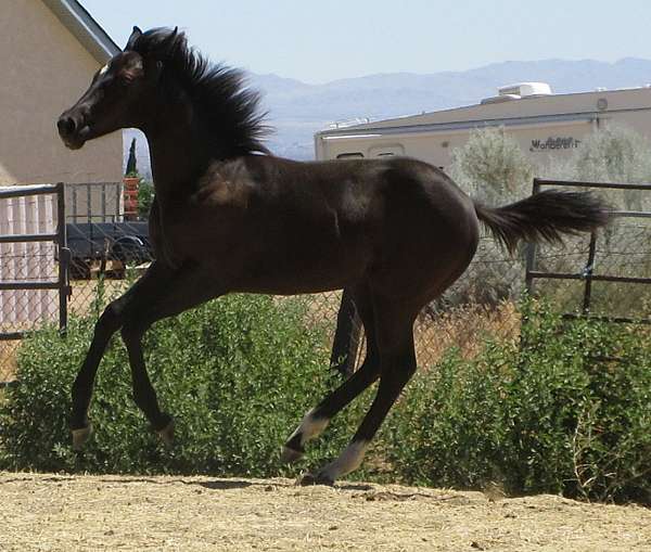 king-frit-quarter-horse