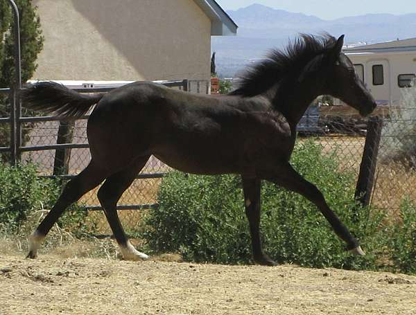 in-reality-quarter-horse