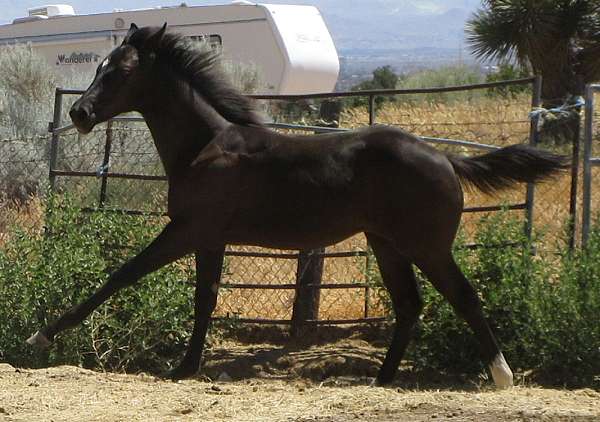 weaniling-quarter-horse
