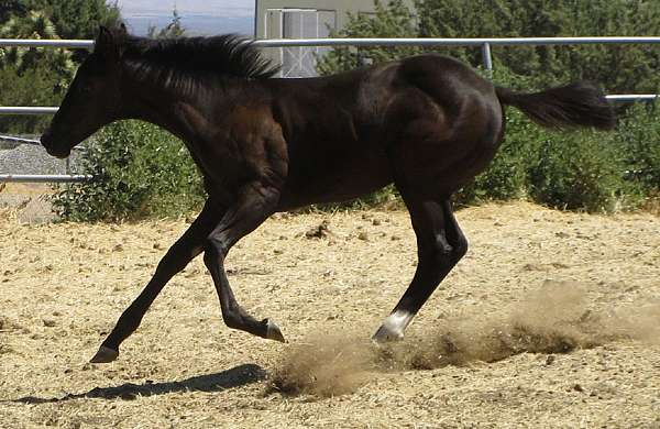 king-frit-horse