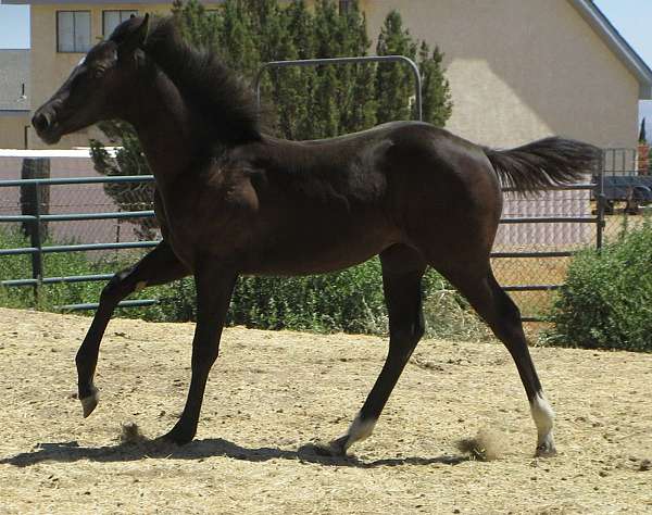 weaniling-horse