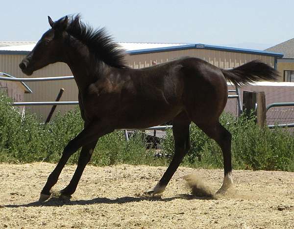 king-frit-filly