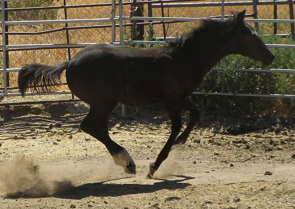 snicklefritz-chex-filly