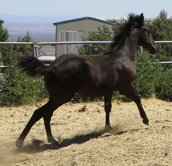 in-reality-filly