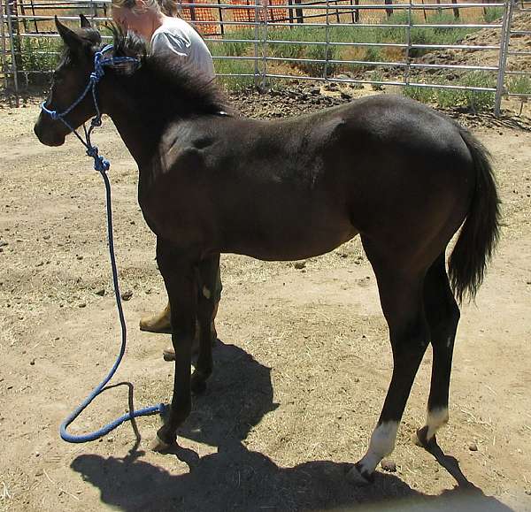 weaniling-filly